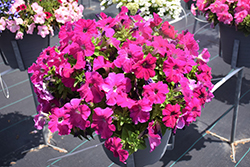 Damask Carmine Petunia (Petunia 'Damask Carmine') at Lakeshore Garden Centres