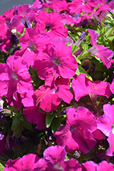 Damask Carmine Petunia (Petunia 'Damask Carmine') at Lakeshore Garden Centres