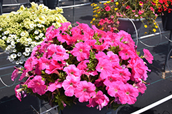 Damask Pink Petunia (Petunia 'Damask Pink') at Lakeshore Garden Centres