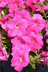 Damask Pink Petunia (Petunia 'Damask Pink') at Lakeshore Garden Centres