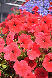 Damask Red Petunia (Petunia 'Damask Red') at Lakeshore Garden Centres