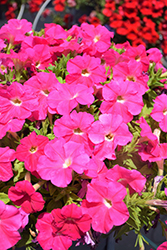 Damask Rose Petunia (Petunia 'Damask Rose') at Lakeshore Garden Centres