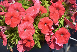 Damask Salmon Petunia (Petunia 'Damask Salmon') at Lakeshore Garden Centres