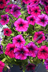 FotoFinish Burgundy Petunia (Petunia 'FotoFinish Burgundy') at Lakeshore Garden Centres