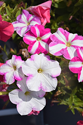 FotoFinish Rose Star Petunia (Petunia 'FotoFinish Rose Star') at Lakeshore Garden Centres