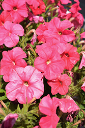 FotoFinish Salmon Petunia (Petunia 'FotoFinish Salmon') at Lakeshore Garden Centres