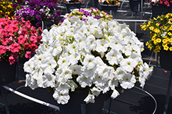 FotoFinish White Petunia (Petunia 'FotoFinish White') at Lakeshore Garden Centres