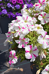 Skybox Rose Star Petunia (Petunia 'Skybox Rose Star') at Lakeshore Garden Centres