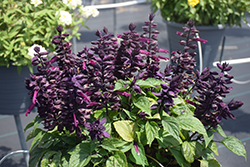 Mojave Purple Salvia (Salvia splendens 'Mojave Purple') at Lakeshore Garden Centres