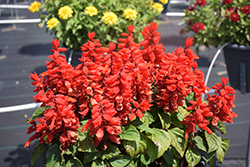 Mojave Red Salvia (Salvia splendens 'Mojave Red') at Lakeshore Garden Centres