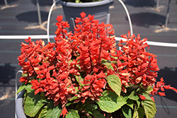 Sentry Sage (Salvia splendens 'Sentry') at Lakeshore Garden Centres
