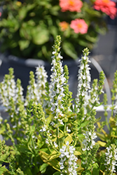 Merleau White Sage (Salvia 'Merleau White') at Lakeshore Garden Centres