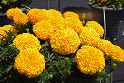 Antigua Gold Marigold (Tagetes erecta 'Antigua Gold') at Lakeshore Garden Centres