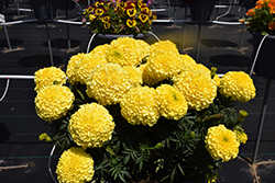 Antigua Primrose Marigold (Tagetes erecta 'Antigua Primrose') at Lakeshore Garden Centres