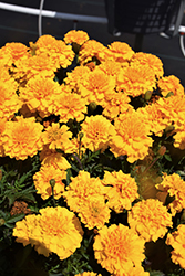 Happy Gold Marigold (Tagetes patula 'Happy Gold') at Lakeshore Garden Centres