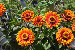 Zowie Yellow Flame Zinnia (Zinnia 'Zowie Yellow Flame') at Lakeshore Garden Centres