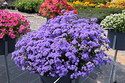 Artist Blue Flossflower (Ageratum 'Agsantis') at Lakeshore Garden Centres