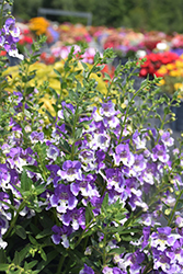 Angelface Wedgwood Blue Angelonia (Angelonia angustifolia 'Angelface Wedgwood Blue') at Lakeshore Garden Centres