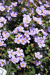 Snowstorm Glacier Blue Bacopa (Sutera cordata 'WINSUSNOGL') at Lakeshore Garden Centres