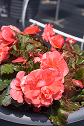 Double Delight Blush Rose Begonia (Begonia 'Kerbespiros') at A Very Successful Garden Center