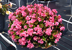 Double Up Pink Begonia (Begonia 'Double Up Pink') at Lakeshore Garden Centres