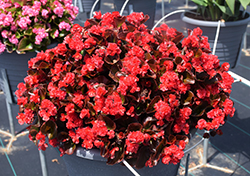 Double Up Red Begonia (Begonia 'LEGDBLRED') at Mainescape Nursery