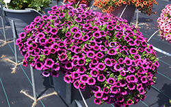 Superbells Blackcurrent Punch Calibrachoa (Calibrachoa 'BBCAL81801') at Lakeshore Garden Centres