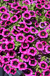 Superbells Blackcurrent Punch Calibrachoa (Calibrachoa 'BBCAL81801') at Lakeshore Garden Centres