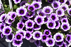 Superbells Blue Moon Punch Calibrachoa (Calibrachoa 'Superbells Blue Moon Punch') at Lakeshore Garden Centres