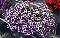 Superbells Blue Moon Punch Calibrachoa (Calibrachoa 'Superbells Blue Moon Punch') at Lakeshore Garden Centres
