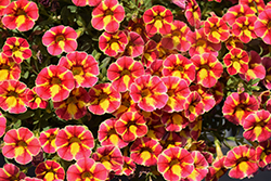 Superbells Cardinal Star Calibrachoa (Calibrachoa 'USCAL69404') at Lakeshore Garden Centres