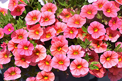 Superbells Coralina Calibrachoa (Calibrachoa 'iNCALMIABE') at Lakeshore Garden Centres