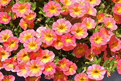 Superbells Coral Sun Calibrachoa (Calibrachoa 'BBCAL99001') at Lakeshore Garden Centres