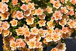 Superbells Double Amber Calibrachoa (Calibrachoa 'KLECA20428') at Lakeshore Garden Centres