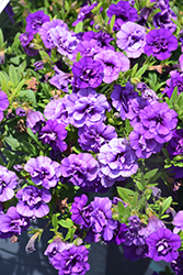Superbells Double Blue Calibrachoa (Calibrachoa 'INCALDOBLU') at Lakeshore Garden Centres