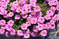 Superbells Double Orchid Calibrachoa (Calibrachoa 'KLECA14275') at Lakeshore Garden Centres