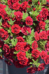 Superbells Double Ruby Calibrachoa (Calibrachoa 'USCAL83901') at Lakeshore Garden Centres