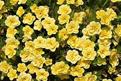 Superbells Double Yellow Calibrachoa (Calibrachoa 'WNCALSBDBLYEL23') at Lakeshore Garden Centres