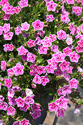 Superbells Doublette Love Swept Calibrachoa (Calibrachoa 'USCAL81302') at Lakeshore Garden Centres