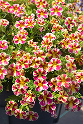 Superbells Holy Moly! Calibrachoa (Calibrachoa 'USCALCHSTM') at Lakeshore Garden Centres
