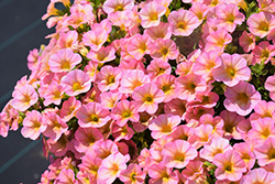 Superbells Honeyberry Calibrachoa (Calibrachoa 'BBCAL91303') at Lakeshore Garden Centres