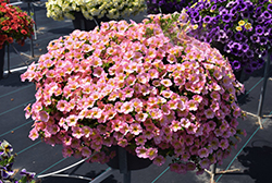 Superbells Honeyberry Calibrachoa (Calibrachoa 'BBCAL91303') at Lakeshore Garden Centres