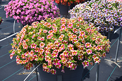 Superbells Holy Moly! Calibrachoa (Calibrachoa 'USCALCHSTM') at Lakeshore Garden Centres