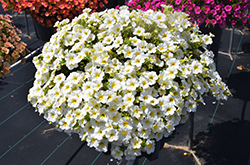 Superbells Over Easy Calibrachoa (Calibrachoa 'KLECA16314') at Lakeshore Garden Centres