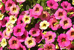 Superbells Prism Pink Lemonade Calibrachoa (Calibrachoa 'Superbells Prism Pink Lemonade') at Lakeshore Garden Centres