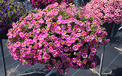 Superbells Rising Star Calibrachoa (Calibrachoa 'KLECA16006') at Lakeshore Garden Centres