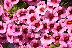 Superbells Strawberry Punch Calibrachoa (Calibrachoa 'USCAL58205') at Lakeshore Garden Centres