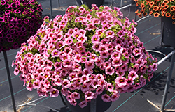 Superbells Strawberry Punch Calibrachoa (Calibrachoa 'USCAL58205') at Lakeshore Garden Centres