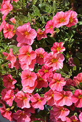 Superbells Tropical Sunrise Calibrachoa (Calibrachoa 'INCALTRSUN') at Lakeshore Garden Centres