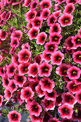 Superbells Watermelon Punch Calibrachoa (Calibrachoa 'BBCAL82402') at Lakeshore Garden Centres